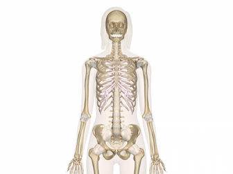 Skeletal system: Level 3 BTEC sport and exercise science - Unit 2 (new spec - 2016)