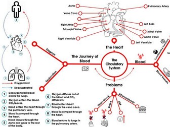 Circulatory System (Graphic Organiser)