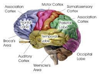 AQA Biopsychology