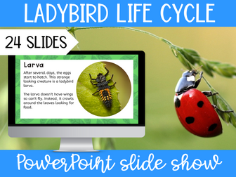 Ladybird Life Cycle PowerPoint slide show KS2