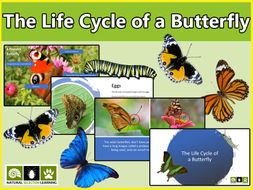 The Life Cycle of a Butterfly PowerPoint Presentation for KS2 ...