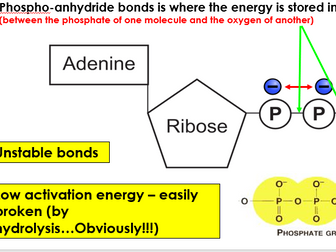 AQA A-level biology: 12.1 Glycolysis