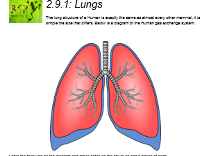 AQA GCSE Biology: Trilogy. Lesson 18 Lungs | Teaching Resources