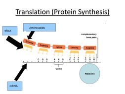 Transcription & Translation - OCR AS/A Level Biology | Teaching Resources