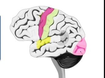 Localisation of Brain Function