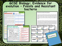 AQA GCSE Biology (Science) Evidence for Evolution – Fossils and ...