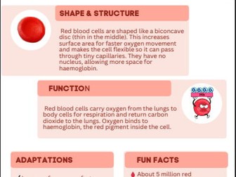 Blood Components Fact Sheets | Red & White Blood Cells, Plasma, Platelets & Haemoglobin