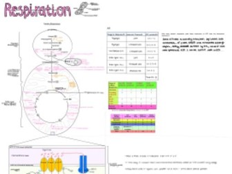 Respiration Factsheet - A Level Biology (OCR)