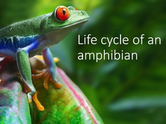 Life Cycle of Amphibians