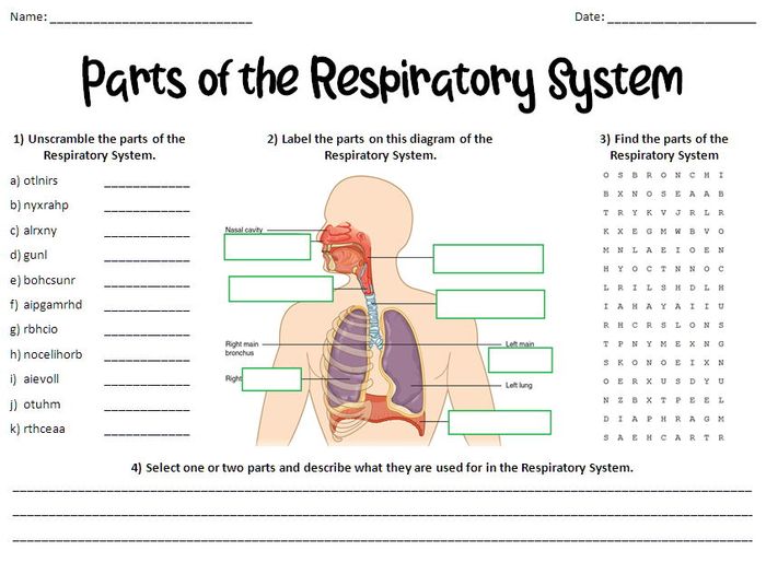 Parts Of The Respiratory (Breathing) System Worksheet | Teaching Resources