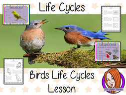 Birds Life Cycles Complete Science Lesson | Teaching Resources