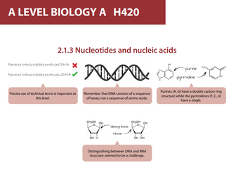 OCR A Level Biology A Exam Hints