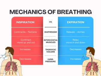 A-Level PE Respiratory System