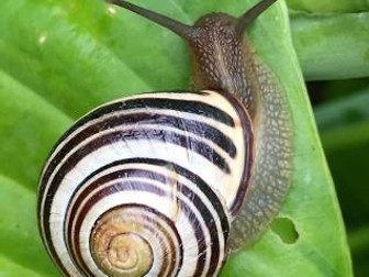 British Snails, Slugs and Spiders ID sheets
