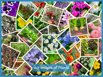 60  Images of Plants for KS1 Science