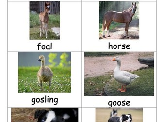 Matching Farm Animals and Offspring