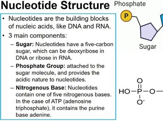 AS Biology - Nucleotides and DNA Replication