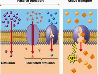 AQA AS Biology 2B Cell Membranes