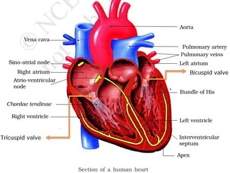 Unit 1 - Anatomy - Cardiovascular system