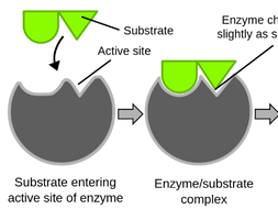 Enzyme practical | Teaching Resources