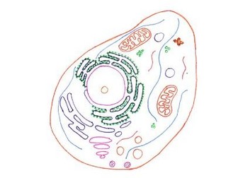 Prokaryotic Cell, Eukaryotic animal and plant cell, Mitochondria, and Chloroplast Work sheet