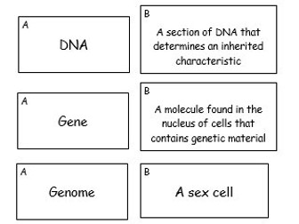 KS4 Biology DNA Flashcards