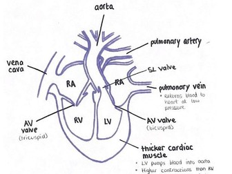 A-Level Bio Notes Beautiful Hand-Drawn Diagrams