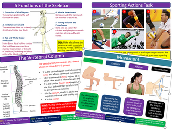 Skeletal System - Edexcel GCSE PE (9-1)