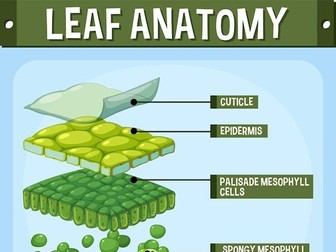 IGCSE Edexcel Biology chapter 10 revision notes