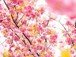 Spring