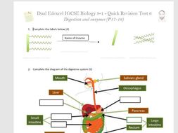 enzymes digestion edexcel biology igcse digestive award test quick fire double