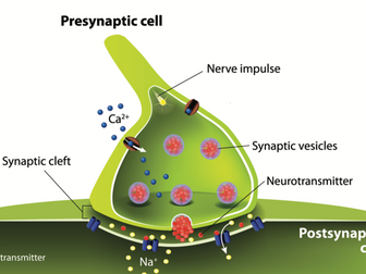 Neurons and synaptic transmission