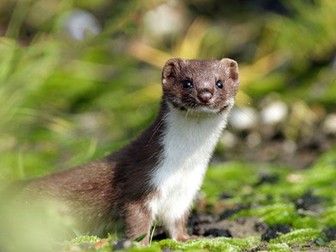 Pop Goes the Weasel Year 5 Reading