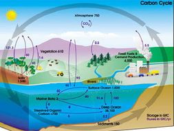 CB9 Edexcel: Lesson 11 - carbon cycle