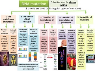 New yr12 Bio: Types of Mutations