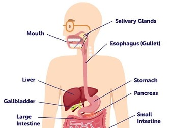 Year 9 Scirevision - cells & human body