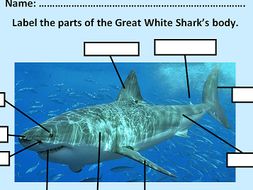 KS1 & 2 Label the parts of the Great White Shark | Teaching Resources