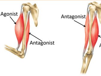 Muscles & Bones Lesson 7 - Muscles & Moving (Exploring Science 7C)