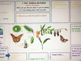 Lifecycle of a Butterfly POINT EVIDENCE EXPLAIN MAT