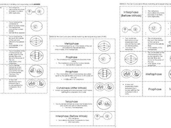 Cell  Cycle (Mitosis) Card Sort EDEXCEL