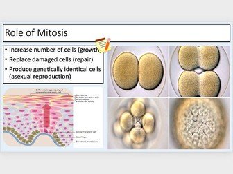 Y12 Mitosis, Cell Cycle & Cancer (3 lessons)