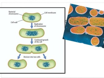 Antibiotics and bacterial growth