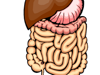 Digestion and Enzymes