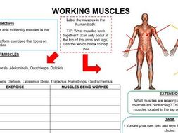 Muscles Worksheet | Teaching Resources