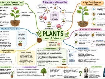 Science Year 3 Plants Knowledge organiser