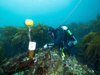 Kelp Forest Restoration on the Great Southern Reef: Student led online interactive course