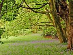 'Lines Written in Early Spring’ PPT  William Wordsworth  Teaching