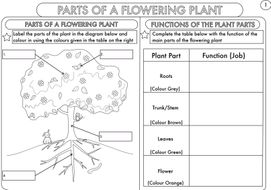 Year 3 and 4 Science Worksheets with Complimentary Posters ...