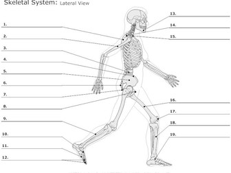 AS Level PE 2016(New spec) - Topic 1 Muscular skeletal system