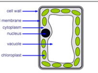 Palisade cell